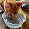 Yoda joined the competition — help win amazing prizes! kitten, cat, orange_cat, water_bowl, plastic_bowl, wooden_table, indoor, pet, whiskers, fur, curious, close_up, animal, domestic_cat, young_cat, table_surface, drinking, household, cute, feline