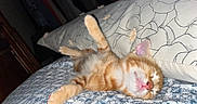 Yoda joined the competition — help win amazing prizes! kitten, orange_tabby, sleeping, bed, pillow, paw, cozy, indoor, cute, pet, feline, resting, patterned_bedspread, floral_pillow, domestic_animal, young_cat, relaxed, whiskers, pink_nose, soft_light