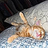 bed, cozy, cute, domestic_animal, feline, floral_pillow, indoor, kitten, orange_tabby, patterned_bedspread, paw, pet, pillow, pink_nose, relaxed, resting, sleeping, soft_light, whiskers, young_cat
