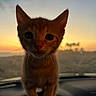 Yoda joined the competition — help win amazing prizes! kitten, cat, orange_cat, sunset, silhouette, car_interior, steering_wheel, animal, pet, cute, whiskers, outdoor, sky, nature, twilight, feline, closeup, young_animal, backlit, adorable