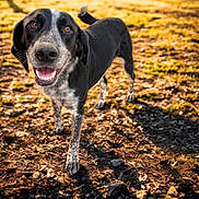 Molly joined the competition — help win amazing prizes! dog, black_and_white, outdoor, grass, dirt, happy, smiling, pet, canine, animal, sunlight, shadow, nature, friendly, fur, ears, tail, walking, ground, closeup