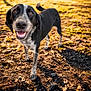 dog, black_and_white, outdoor, grass, dirt, happy, smiling, pet, canine, animal, sunlight, shadow, nature, friendly, fur, ears, tail, walking, ground, closeup