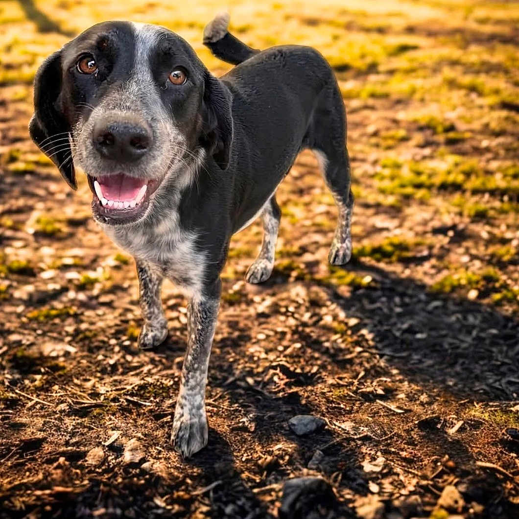 Molly joined the competition — help win amazing prizes! animal, black_and_white, canine, closeup, dirt, dog, ears, friendly, fur, grass, ground, happy, nature, outdoor, pet, shadow, smiling, sunlight, tail, walking
