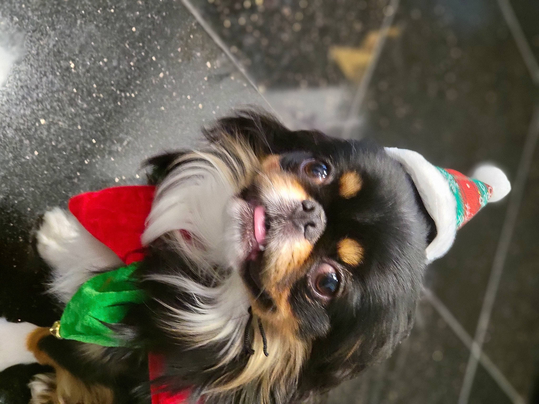 Keiko is registered to the contest to win money with this photo: canidae, carnivore, claw, collar, companion_dog, dog, dog_breed, dog_collar, dog_supply, eyewear, felidae, fur, snout, spaniel, sporting_group, tail, toy_dog, whiskers, working_animal, working_dog