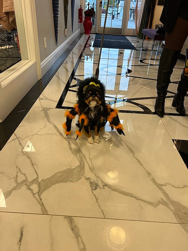 Keiko joined the competition — help win amazing prizes! canidae, chair, claw, event, fictional_character, floor, flooring, fun, hardwood, machine, metal, picture_frame, room, shadow, sporting_group, tail, tile, wing, wood, wood_flooring