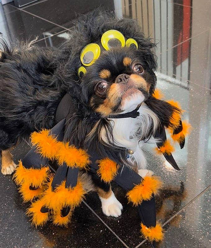 Keiko joined the competition — help win amazing prizes! canidae, carnivore, companion_dog, costume, dog, dog_breed, dog_supply, felidae, flower, fur, headgear, orange, paw, snout, sporting_group, tail, terrestrial_animal, toy_dog, whiskers, working_animal