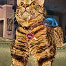 Charli joined the competition — help win amazing prizes! cat, tabby, pet, indoor, yellow_eyes, collar, tag, pink, fur, whiskers, couch, furniture, living_room, domestic_animal, animal, looking_up, portrait, cute, striped, dignified