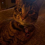 Charli joined the competition — help win amazing prizes! cat, tabby, pet, indoor, collar, tag, cozy, blanket, feline, animal, cute, whiskers, ears, eyes, fur, resting, home, soft, warm_lighting, close_up