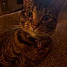 cat, tabby, pet, indoor, collar, tag, cozy, blanket, feline, animal, cute, whiskers, ears, eyes, fur, resting, home, soft, warm_lighting, close_up