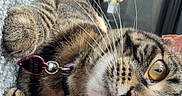 Charli is registered to the contest to win money with this photo: cat, tabby_cat, pet, indoor, carpet, collar, tag, person, face, white_shirt, window, reflection, whiskers, closeup, fur, eyes, nose, mouth, relaxing, curious