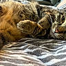 Charli joined the competition — help win amazing prizes! cat, tabby, pet, animal, feline, fur, whiskers, ears, eyes, nose, paws, tail, bed, blanket, pattern, resting, relaxed, indoor, closeup, cozy
