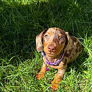 Belly a rejoint le concours — aidez-le/la à gagner de superbes lots ! puppy, dog, brown_dog, tan_dog, floppy_ears, puppy_face, collar, purple_collar, tag, grass, greenery, outdoors, garden, sunlight, portrait, sitting, looking_at_camera, cute, animal, nature