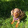 puppy, dog, brown_dog, tan_dog, floppy_ears, puppy_face, collar, purple_collar, tag, grass, greenery, outdoors, garden, sunlight, portrait, sitting, looking_at_camera, cute, animal, nature