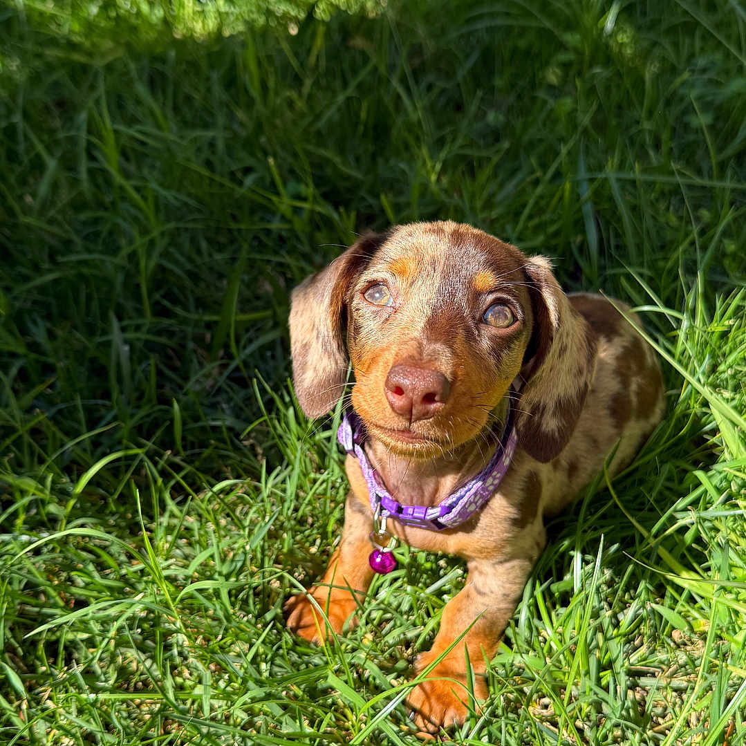 Belly a rejoint le concours — aidez-le/la à gagner de superbes lots ! puppy, dog, brown_dog, tan_dog, floppy_ears, puppy_face, collar, purple_collar, tag, grass, greenery, outdoors, garden, sunlight, portrait, sitting, looking_at_camera, cute, animal, nature