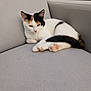 Canelle participe au concours pour gagner de l'argent avec cette photo : cat, calico, pet, animal, feline, relaxed, lounging, paws, tail, outdoor, chair, cushion, gray, fur, whiskers, ears, eyes, cute, sleepy, resting