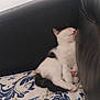 cat, kitten, sleeping, couch, blanket, black_and_white, fur, paw, cozy, indoor, resting, cute, pet, animal, feline, soft, small, peaceful, relaxed, home