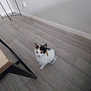 Canelle participe au concours pour gagner de l'argent avec cette photo : kitten, cat, calico, floor, wooden_floor, indoor, pet, animal, table, chair, curious, small, young, domestic_cat, fur, whiskers, ears, eyes, wall, power_outlet
