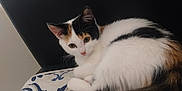 Canelle participe au concours pour gagner de l'argent avec cette photo : cat, calico, animal, pet, feline, cushion, patterned, chair, indoor, resting, cute, fur, whiskers, ears, tail, looking, closeup, cozy, domestic, curious