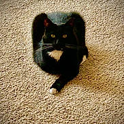 Chip joined the competition — help win amazing prizes! animal, black_cat, carpet, cat, cute, domestic_cat, feline, furry, home, indoor, looking, mammal, paw, pet, relaxed, sitting, tuxedo_cat, whiskers, white_paws, yellow_eyes