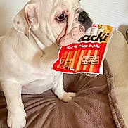 Toinette a rejoint le concours — aidez-le/la à gagner de superbes lots ! bulldog, dog, pet, animal, white_dog, snack, package, blanket, indoor, cozy, cute, curious, mouth, fur, paw, resting, looking_sideways, wall, domestic, companion
