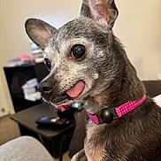 Zoey joined the competition — help win amazing prizes! dog, small_dog, tongue_out, pink_collar, indoor, close_up, pet, canine, gray_fur, playful, cute, animal, domestic, household, living_room, table, remote_control, books, furniture, ears_up
