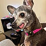 dog, small_dog, tongue_out, pink_collar, indoor, close_up, pet, canine, gray_fur, playful, cute, animal, domestic, household, living_room, table, remote_control, books, furniture, ears_up