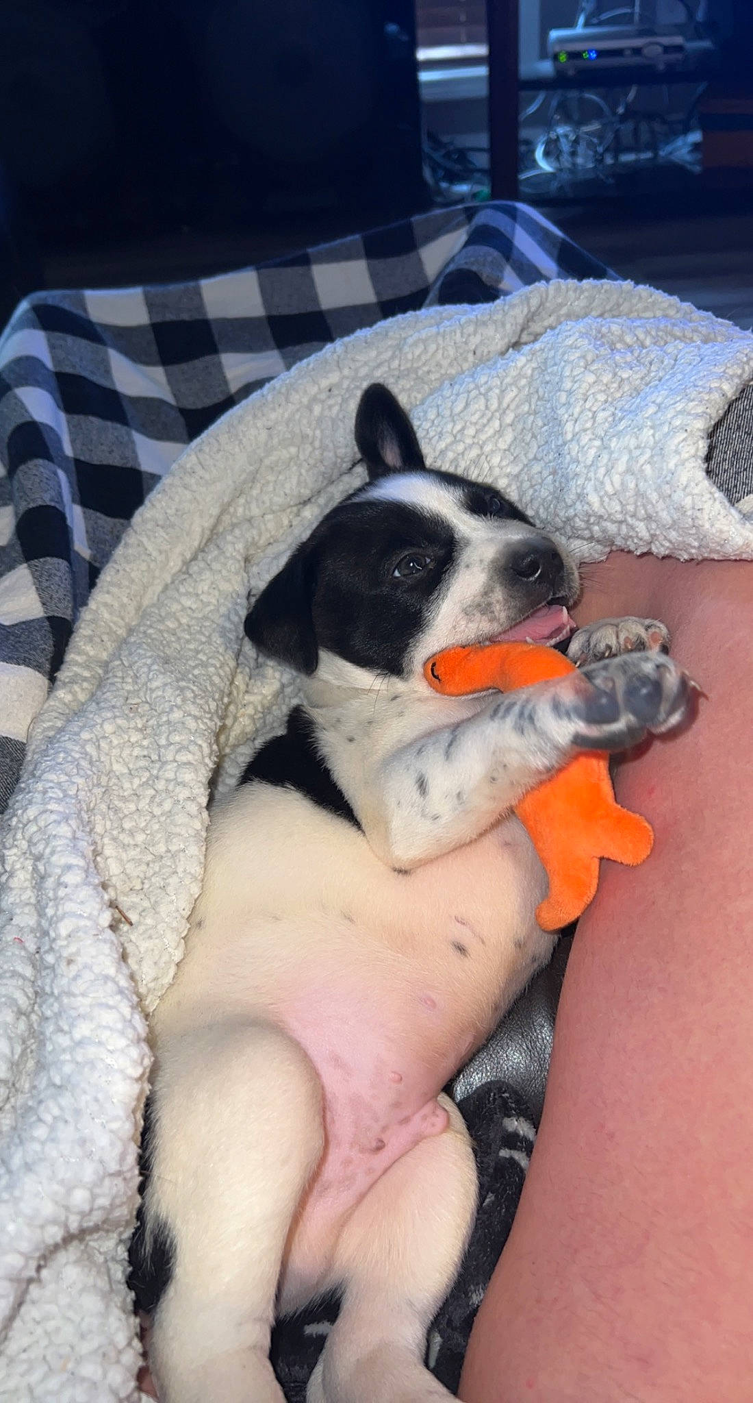 Zeus joined the competition — help win amazing prizes! canidae, carnivore, collar, comfort, companion_dog, couch, dog, dog_bed, dog_breed, dog_supply, fawn, foot, human_leg, linens, paw, sporting_group, tail, tartan, toy_dog, working_animal