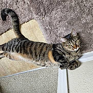 Freya is registered to the contest to win money with this photo: animal, carpet, cat, curious, cute, domestic, feline, floor, fur, home, indoor, paws, pet, relaxed, resting, rug, striped, tabby, tail, whiskers