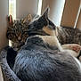 Isa And Cece joined the competition — help win amazing prizes! abyssinian, animal, architecture, basket, bed, canine, cat, chair, couch, furniture, homedecor, indoors, kitten, manx, person, pet, plant, pottedplant, sleeping, window