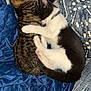 Isa And Cece joined the competition — help win amazing prizes! animal, bed, bedroom, blanket, cat, couch, cushion, face, furniture, head, homedecor, indoors, kitten, manx, person, pet, photography, portrait, quilt, sleeping