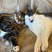 Isa And Cece is registered to the contest to win money with this photo: abyssinian, animal, bed, blanket, cat, couch, face, furniture, head, homedecor, kitten, linen, manx, person, pet, photography, portrait, quilt, siamese, sleeping