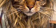 Isa And Cece is registered to the contest to win money with this photo: abyssinian, animal, cat, computerhardware, desk, electronics, face, furniture, hardware, hardwood, head, kitten, manx, person, pet, photography, plywood, portrait, table, wood