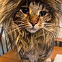 abyssinian, animal, cat, computerhardware, desk, electronics, face, furniture, hardware, hardwood, head, kitten, manx, person, pet, photography, plywood, portrait, table, wood