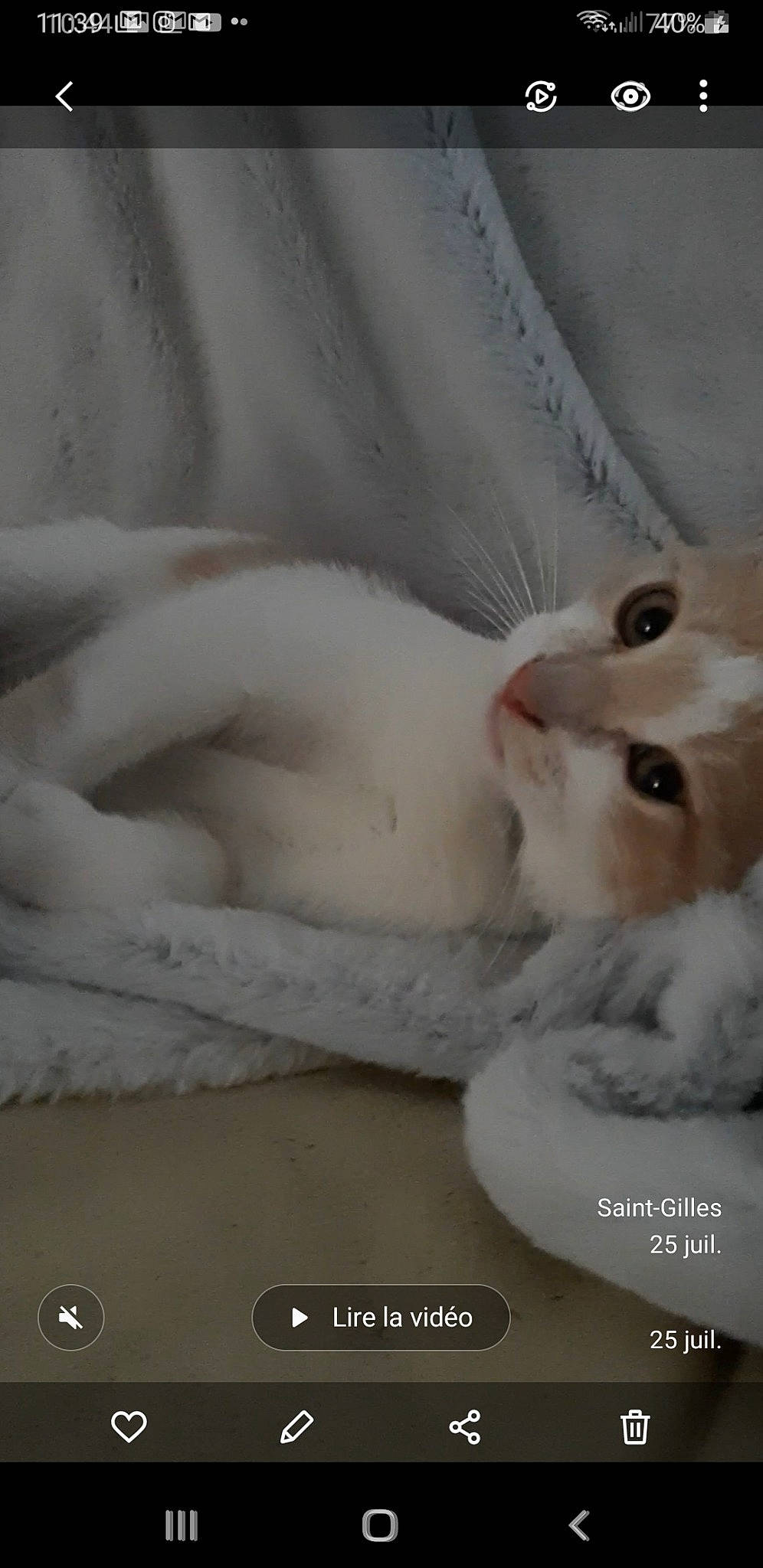 Pearly participe au concours pour gagner de l'argent avec cette photo : carnivore, cat, claw, comfort, domestic_short_haired_cat, fawn, felidae, font, fur, paw, photo_caption, small_to_medium_sized_cats, snout, tail, whiskers