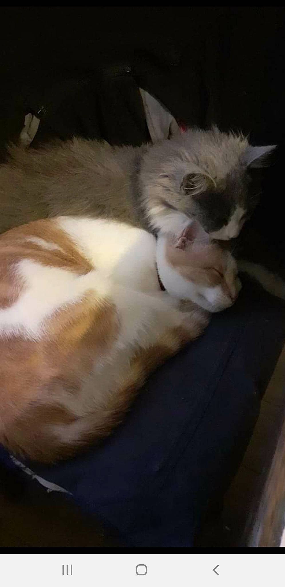 Pearly a rejoint le concours — aidez-le/la à gagner de superbes lots ! bed, carnivore, cat, claw, comfort, domestic_short_haired_cat, fawn, felidae, fur, nap, paw, sleep, small_to_medium_sized_cats, tail, whiskers