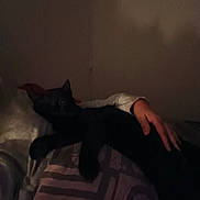 Cookie a rejoint le concours — aidez-le/la à gagner de superbes lots ! animal, bed, bedroom, black_cat, blanket, cat, cozy, dim_lighting, feline, home, human_hand, indoor, lying_down, pet, petting, pointed_ears, relaxed, shadow, tail, whiskers