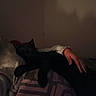 animal, bed, bedroom, black_cat, blanket, cat, cozy, dim_lighting, feline, home, human_hand, indoor, lying_down, pet, petting, pointed_ears, relaxed, shadow, tail, whiskers