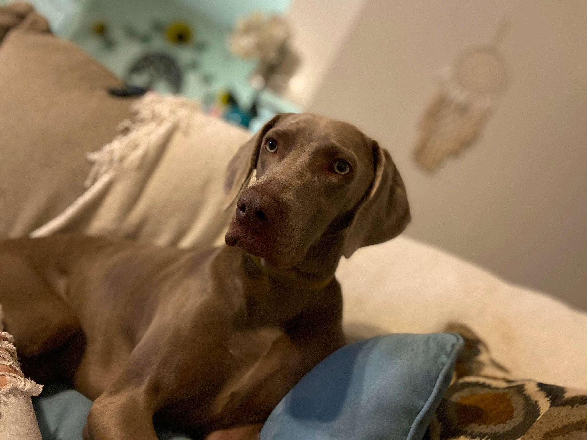 Bubba is registered to the contest to win money with this photo: blue_lacy, canidae, carnivore, comfort, companion_dog, dog, dog_breed, fawn, gun_dog, linens, liver, non_sporting_group, pointing_breed, snout, sporting_group, weimaraner, working_animal, working_dog