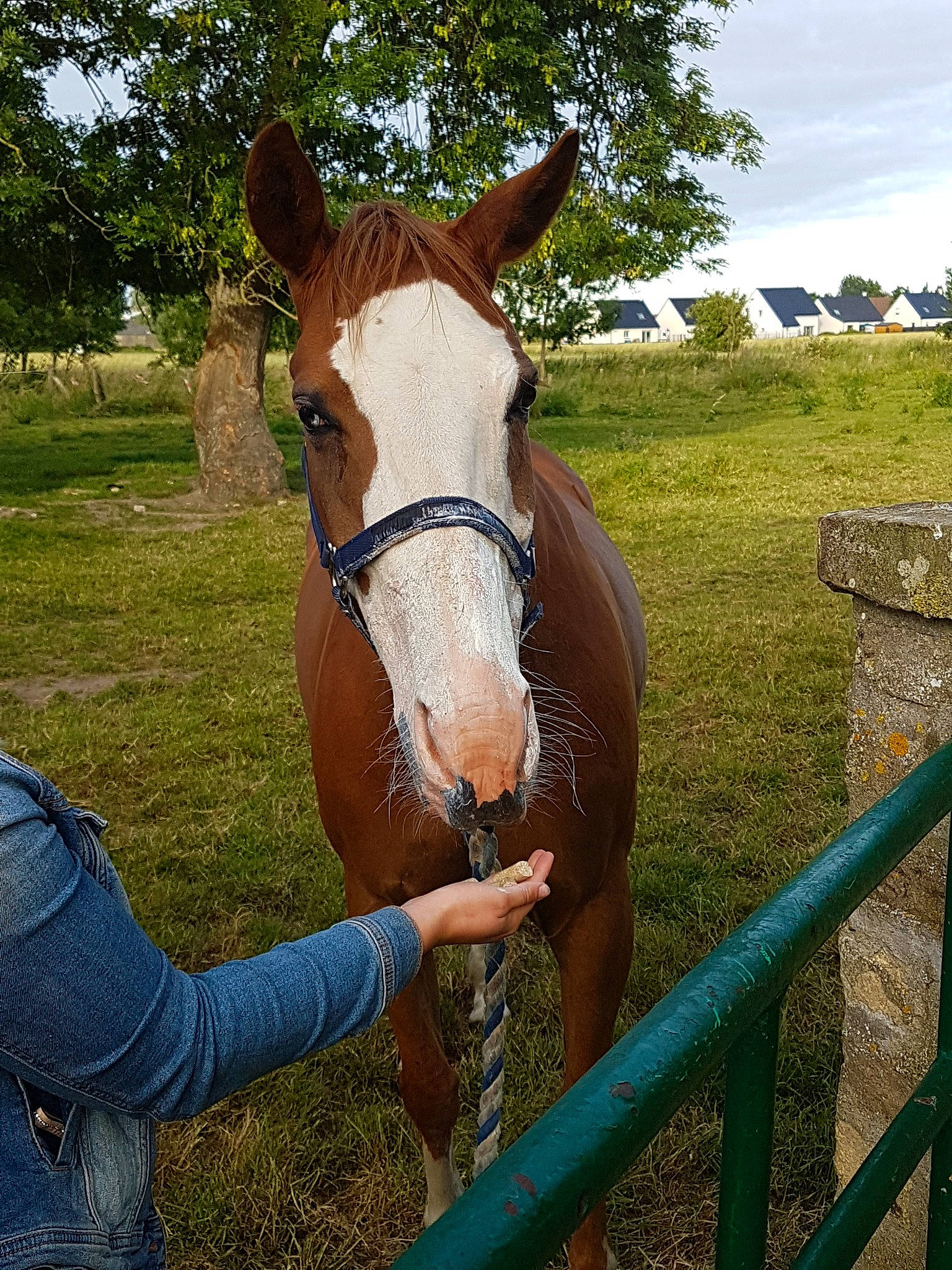 Virgule participe au concours pour gagner de l'argent avec cette photo : bridle, farm, grass, halter, horse, horse_supplies, horse_tack, landscape, mammal, mane, mare, mustang_horse, nose, ranch, rein, rural_area, snout, sorrel, stallion, vertebrate