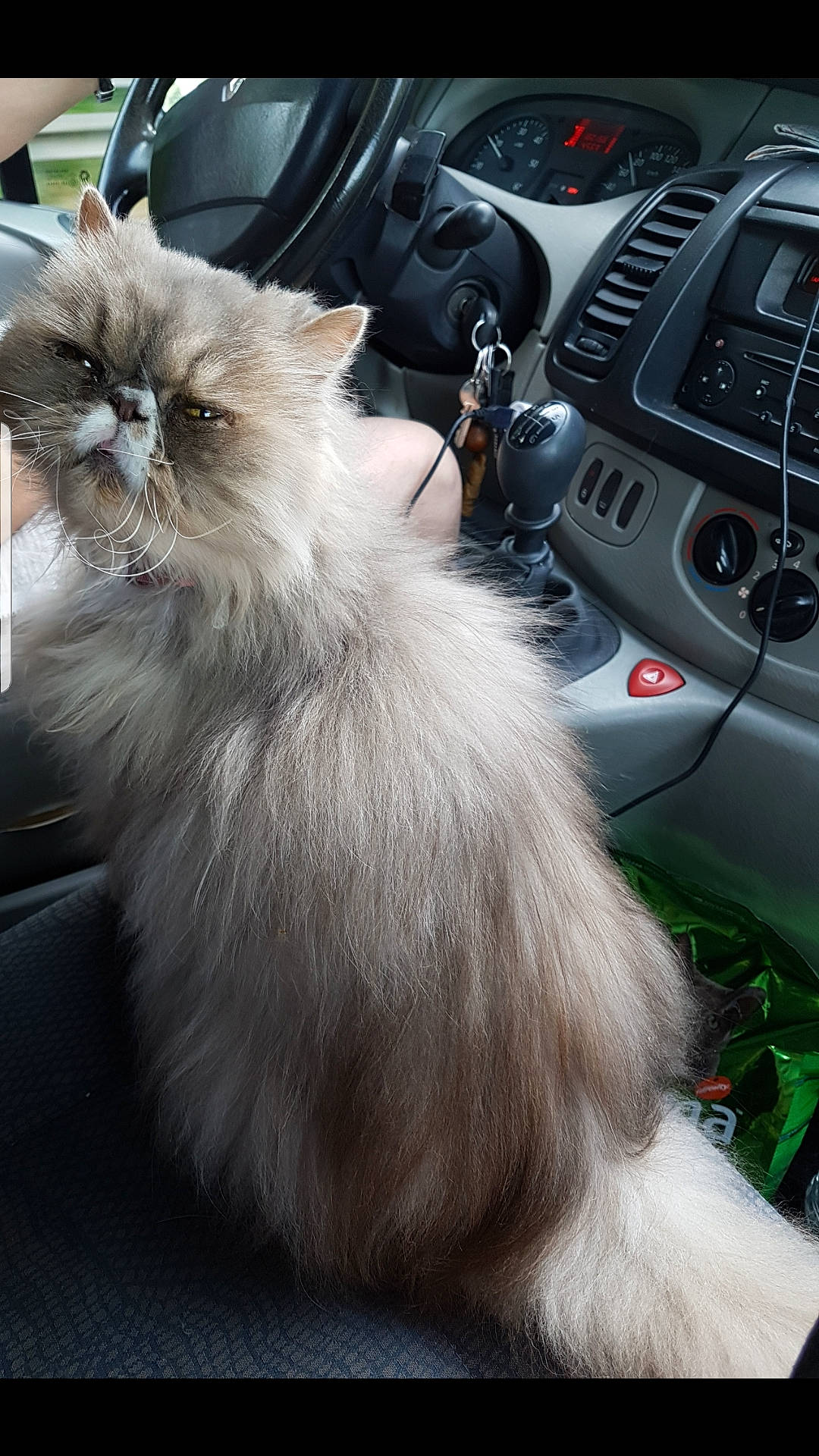 Fraisia a rejoint le concours — aidez-le/la à gagner de superbes lots ! birman, car, carnivore, cat, claw, domestic_long_haired_cat, eye, fawn, felidae, fur, mammal, norwegian_forest_cat, paw, photography, plant, ragdoll, small_to_medium_sized_cats, snout, vehicle, whiskers