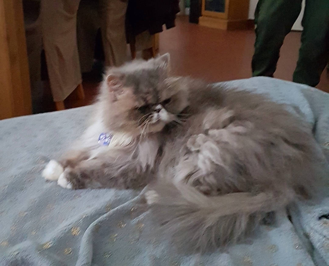 Fraisia a rejoint le concours — aidez-le/la à gagner de superbes lots ! american_curl, asian_semi_longhair, british_longhair, british_semi_longhair, carnivore, cat, domestic_long_haired_cat, fawn, felidae, fur, himalayan, mammal, napoleon_cat, norwegian_forest_cat, persian, ragamuffin, ragdoll, siberian, small_to_medium_sized_cats, whiskers