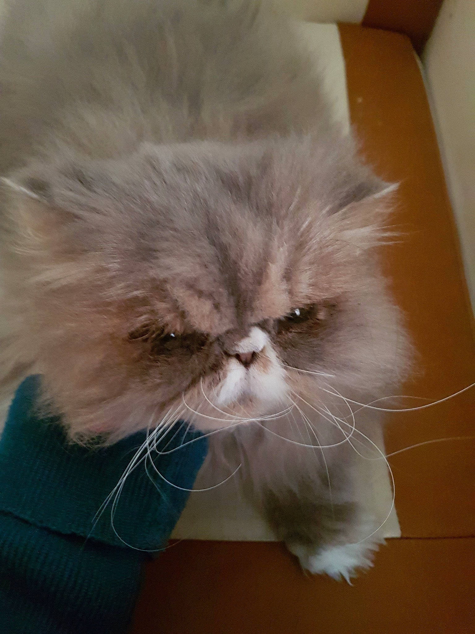 Fraisia participe au concours pour gagner de l'argent avec cette photo : asian_semi_longhair, british_longhair, british_semi_longhair, carnivore, cat, domestic_long_haired_cat, ear, eye, fawn, felidae, fur, himalayan, kitten, mammal, napoleon_cat, nose, persian, small_to_medium_sized_cats, snout, whiskers