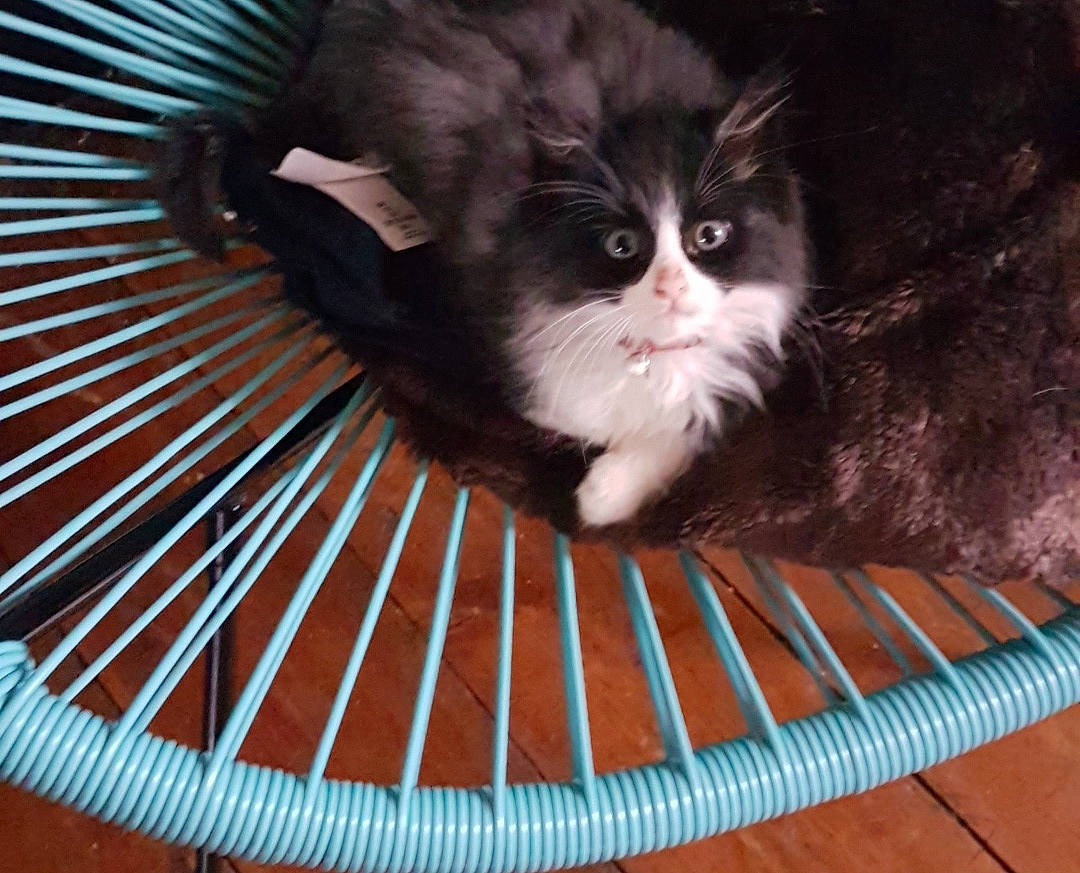 Patrick participe au concours pour gagner de l'argent avec cette photo : british_longhair, british_semi_longhair, carnivore, cat, cymric, domestic_long_haired_cat, domestic_short_haired_cat, eye, felidae, fur, kitten, mammal, napoleon_cat, norwegian_forest_cat, persian, ragamuffin, small_to_medium_sized_cats, tail, whiskers