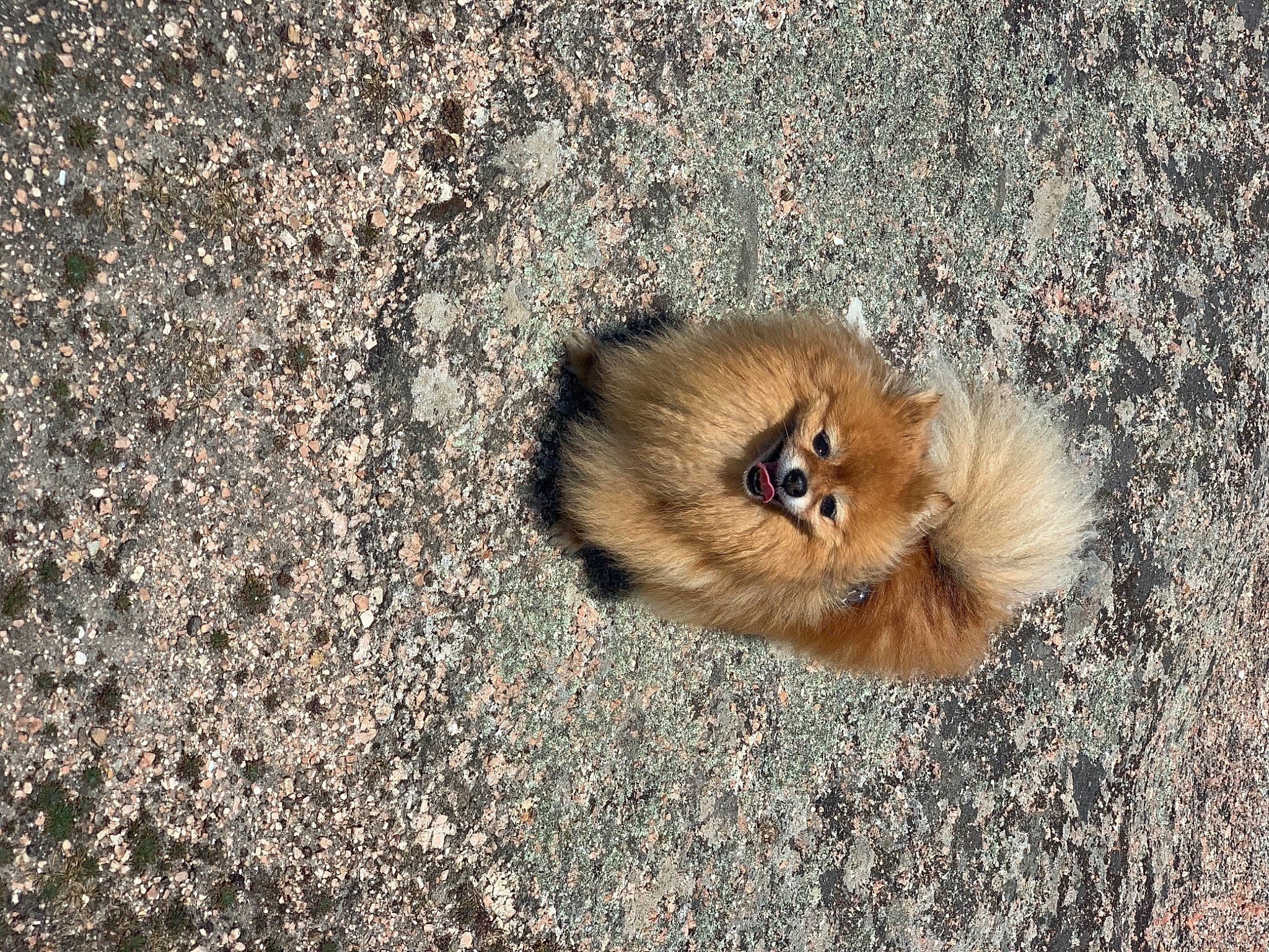 Irma participe au concours pour gagner de l'argent avec cette photo : asphalt, canidae, carnivore, dog_breed, fawn, felidae, fur, german_spitz, german_spitz_klein, german_spitz_mittel, grass, road_surface, snout, soil, sporting_group, tail, terrestrial_animal, whiskers