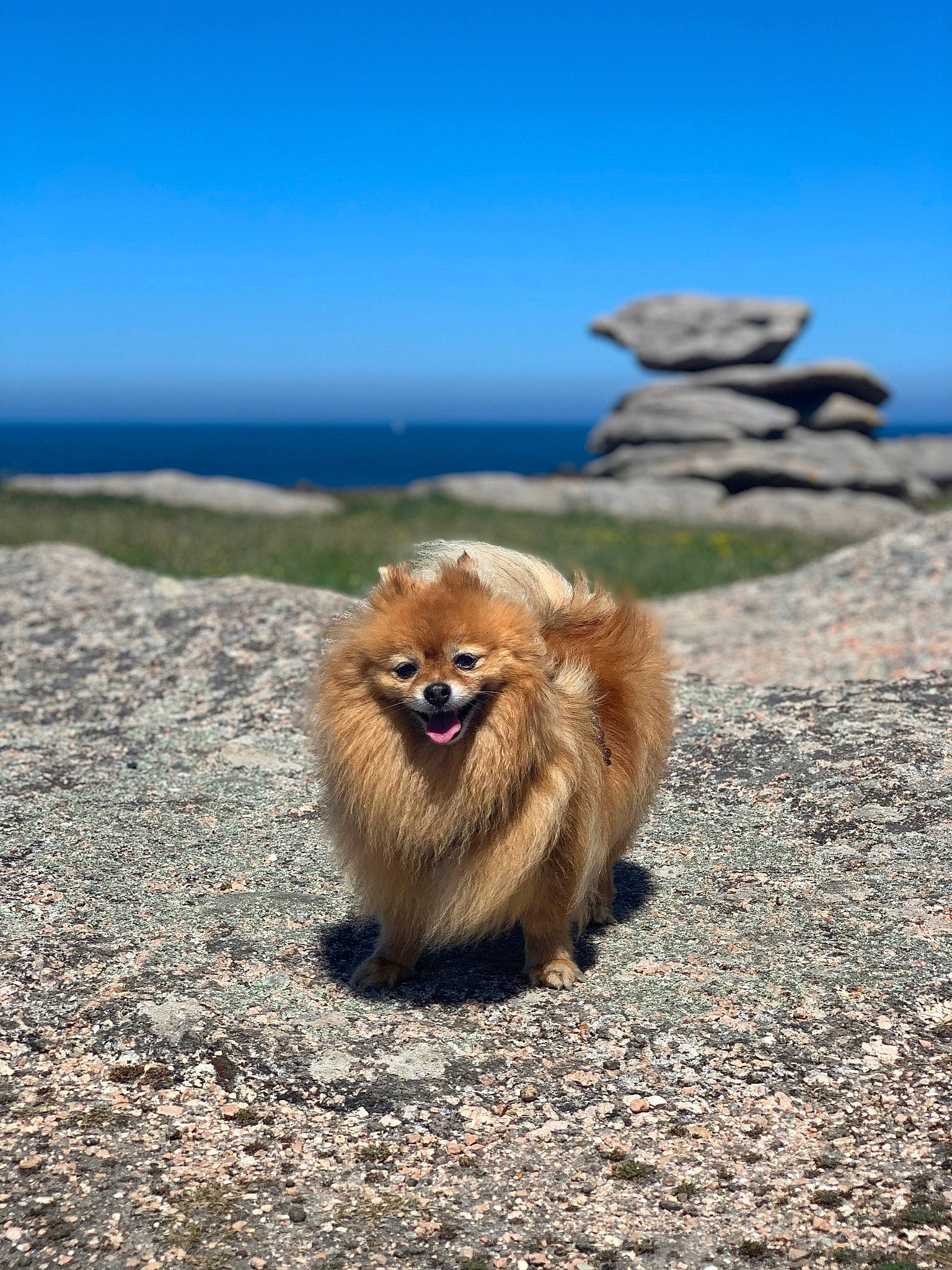 Irma a rejoint le concours — aidez-le/la à gagner de superbes lots ! canidae, carnivore, companion_dog, dog_breed, fawn, felidae, fur, german_spitz, german_spitz_mittel, grass, landscape, sky, snout, spitz, sporting_group, tail, terrestrial_animal, water, whiskers, wildlife