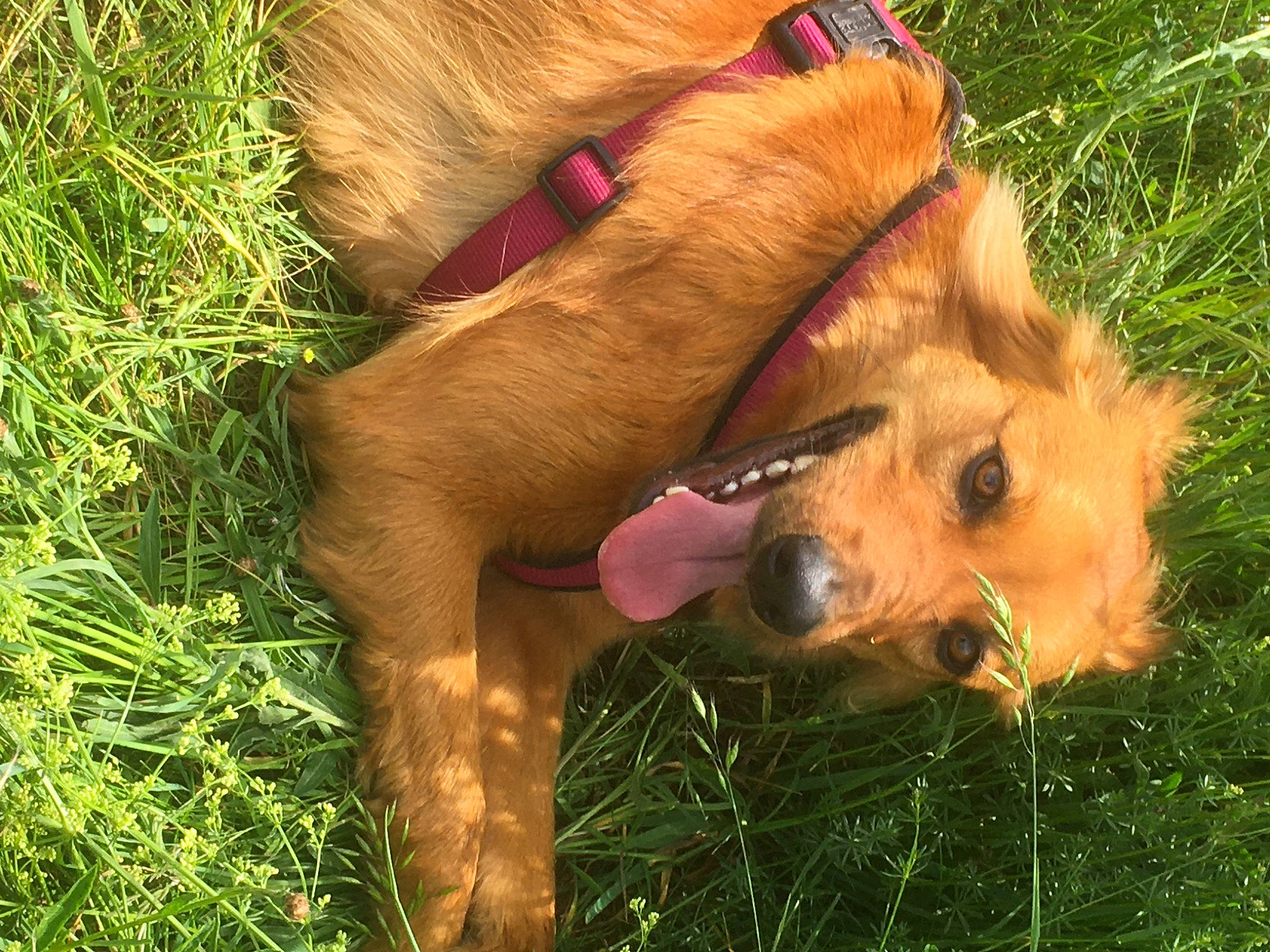Shanel participe au concours pour gagner de l'argent avec cette photo : airedale_terrier, carnivore, clock, collar, companion_dog, dog, dog_breed, dog_collar, dog_supply, fawn, fur, grass, liver, pet_supply, plant, retriever, snout, sporting_group, terrestrial_animal, working_animal