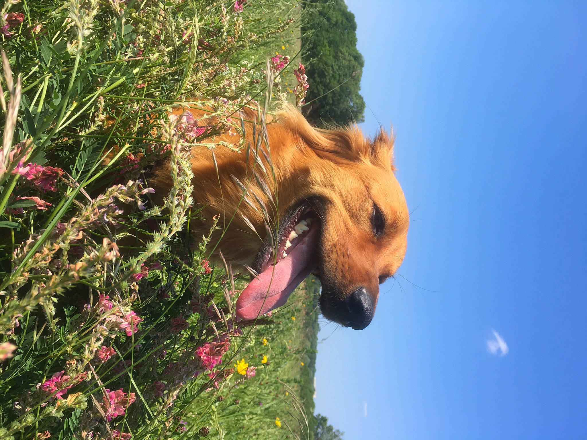 Shanel participe au concours pour gagner de l'argent avec cette photo : adventure, annual_plant, canidae, carnivore, companion_dog, dog, dog_breed, fawn, flower, grass, happy, people_in_nature, plant, sky, snout, sporting_group, sunglasses, toy, tree, working_animal