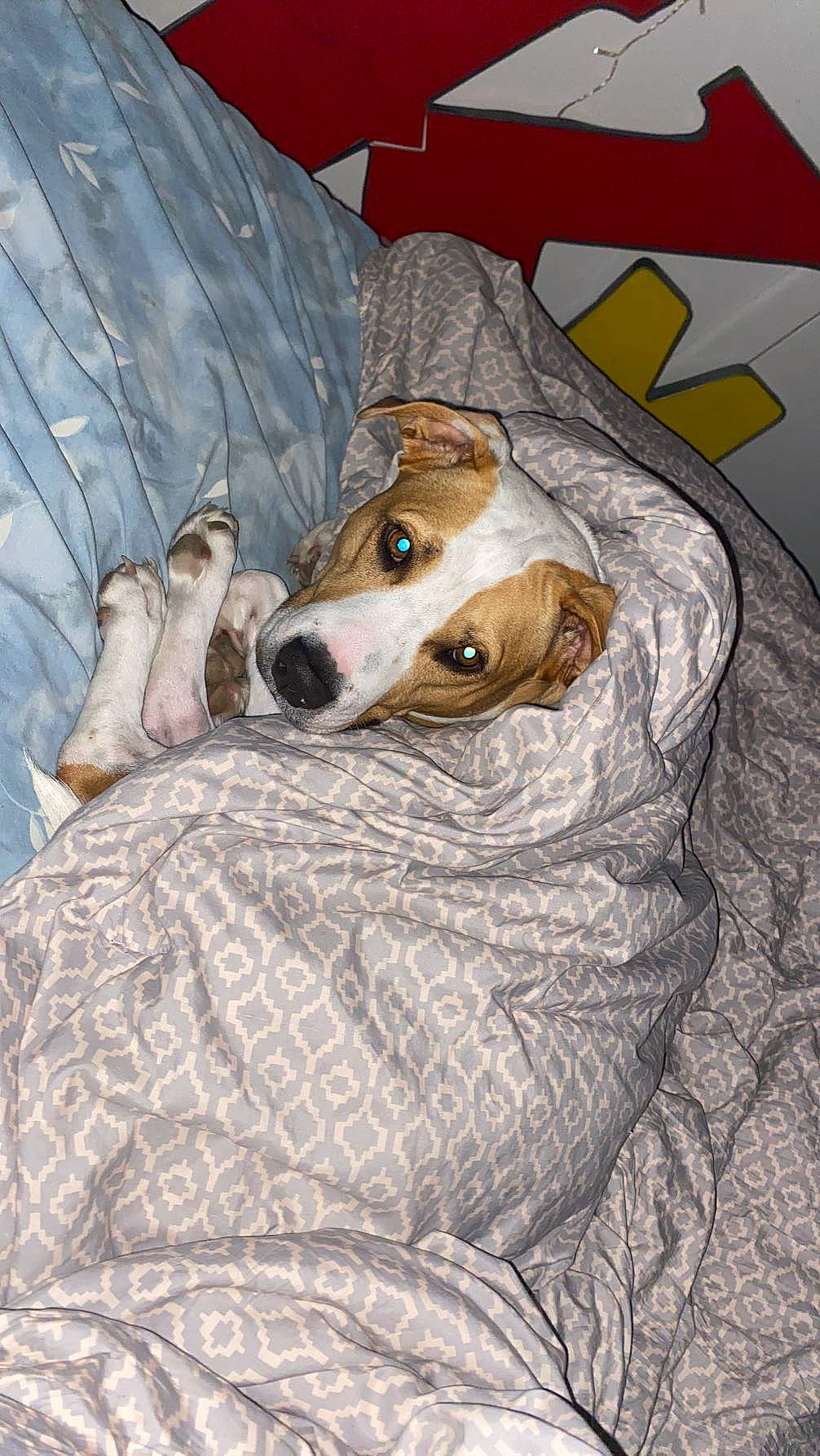 Nalani joined the competition — help win amazing prizes! bed, bedding, canidae, carnivore, comfort, companion_dog, dog, dog_breed, dog_supply, fawn, linens, pattern, polish_greyhound, rampur_greyhound, sighthound, snout, sporting_group, terrestrial_animal, whiskers, working_animal