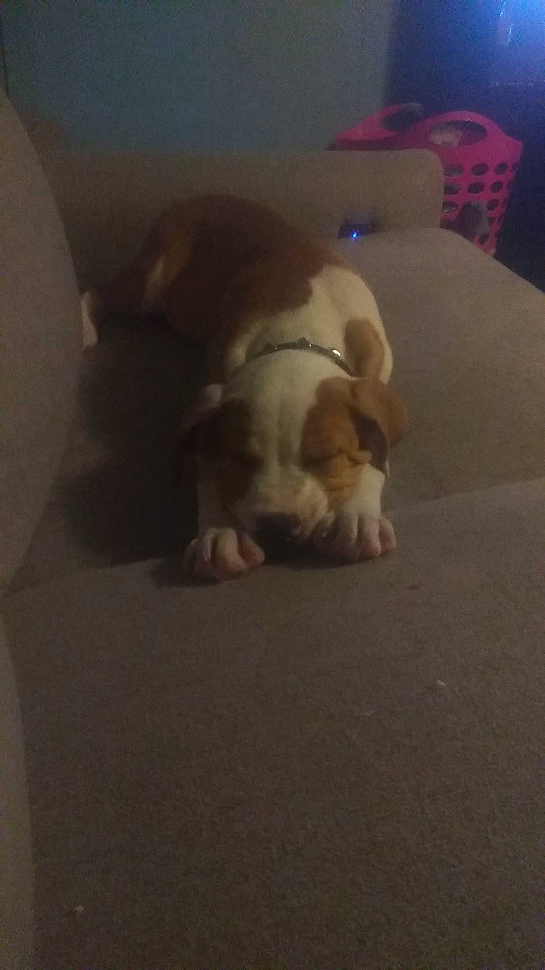 Nalani joined the competition — help win amazing prizes! bulldog, carnivore, cloud, comfort, companion_dog, dog, dog_breed, fawn, felidae, flooring, hardwood, paw, room, snout, sporting_group, tail, toy_dog, whiskers, wood, working_animal