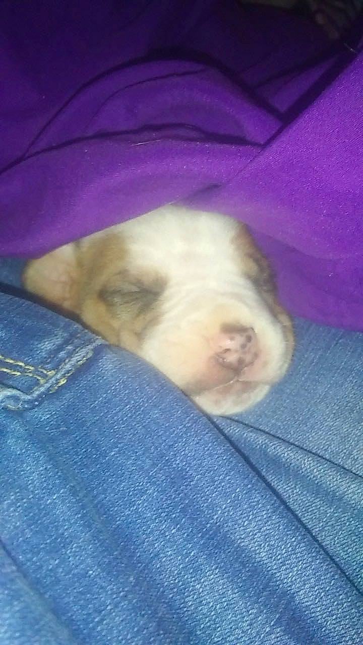 Nalani joined the competition — help win amazing prizes! canidae, carnivore, cloud, comfort, companion_dog, denim, dog, dog_breed, electric_blue, fawn, felidae, fur, linens, nap, paw, snout, sporting_group, toy_dog, whiskers, working_animal